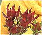 Leucadendron salignum