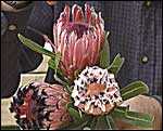 Protea neriifolia