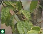 Bubbles caused by psyllids