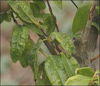 Bubbles caused by psyllids preview
