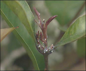 Psyllid eggs preview