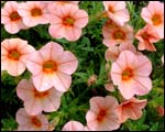 Colourwave Petunia 'Sunbells Peach'