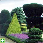 Topiary