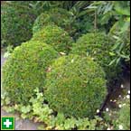 Topiary