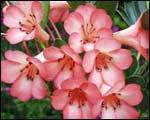 Vireya rhododendron Saxon Blush