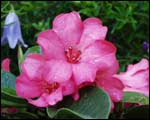 Vireya rhododendron Scentsation