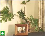 Philodendron