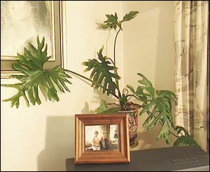 Philodendron preview