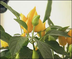 Ornamental pepper preview