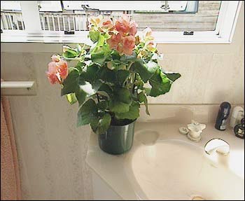 Reiger begonia preview