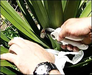 Cutting out nest preview