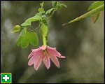 Banana passion fruit - a vine that can quickly spread