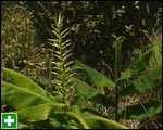 Wild ginger - forms a dense thicket smothering other vegetation