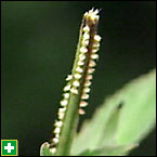 Passionvine hopper eggs