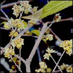 Wintersweet - Chimonantus praecox