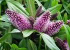 Hebe 'Wiri Vogue'. Image courtesy of Liddle Wonder.