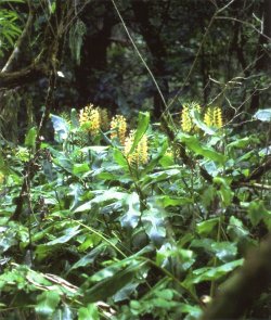 Hedychium gardnerianum - Kahili ginger