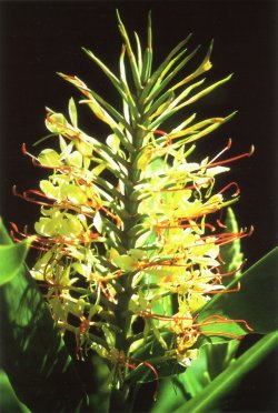 Hedychium gardnerianum - Kahili ginger