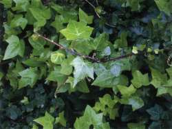 Hedera helix - ivy