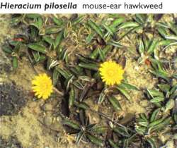 Hieracium pilosella - mouse-ear hawkweed