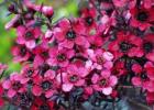 Leptospermum 'Electric Red'. Image courtesy of Liddle Wonder.