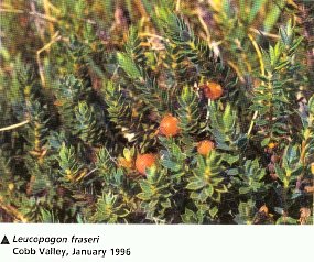 Leucopogon fraseri