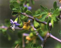 Lycium ferocissimum - boxthorn