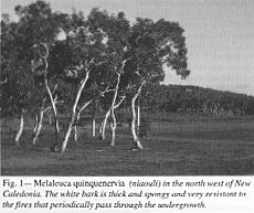 Fig. 1 - Melaleuca quinquenervia (niaouli)