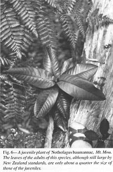 Fig. 6 - A juvenile plant of Nothofagus baumannae