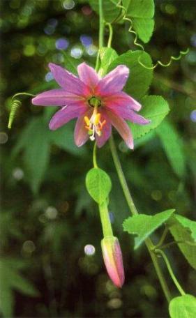 Passiflora mollissima - banana passion-fruit