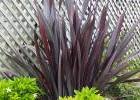 Phormium 'Merlot'. Image courtesy of Liddle Wonder.