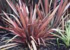 Phormium 'Sunset Dreams'. Image courtesy of Liddle Wonder.