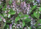 Plectranthus ciliatus, plectranthus. Reproduced from Common Weeds of New Zealand by kind permission of the New Zealand Plant Protection Society.