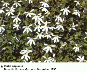 Pratia angulata