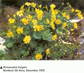 Ranunculus insignis