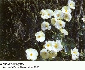 Ranunculus lyallii