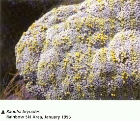 Raoulia bryoides