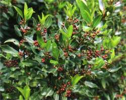 Rhamnus alaternus - evergreen buckthorn