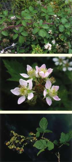 Rubus fruticosus - blackberry
