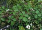 Rubus fruticosus, blackberry. Reproduced from Common Weeds of New Zealand by kind permission of the New Zealand Plant Protection Society.
