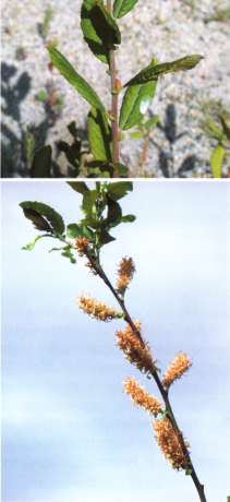 Salix cinerea - grey willow