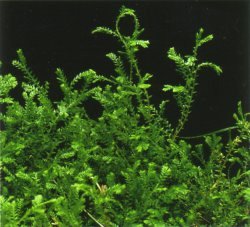 Selaginella kraussiana - selaginella