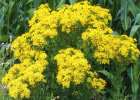 Senecio jacobaea, ragwort. Reproduced from Common Weeds of New Zealand by kind permission of the New Zealand Plant Protection Society.