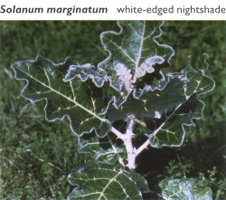 Solanum marginatum - white-edged nightshade