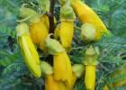 Sophora 'Dragons Gold'. Image courtesy of Liddle Wonder.