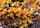 Ulex europaeus, gorse. Reproduced from Common Weeds of New Zealand by kind permission of the New Zealand Plant Protection Society.