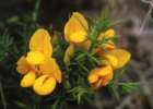 Ulex europaeus, gorse. Reproduced from Common Weeds of New Zealand by kind permission of the New Zealand Plant Protection Society.